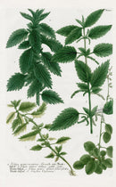 Johann Weinmann Phytanthoza Iconographia 1737 Print Stinging Nettle - Panteek Antique Prints