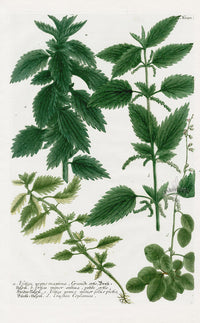 Johann Weinmann Phytanthoza Iconographia 1737 Print Stinging Nettle - Panteek Antique Prints