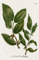 Johann Weinmann Phytanthoza Iconographia 1737 Print Suber - Panteek Antique Prints