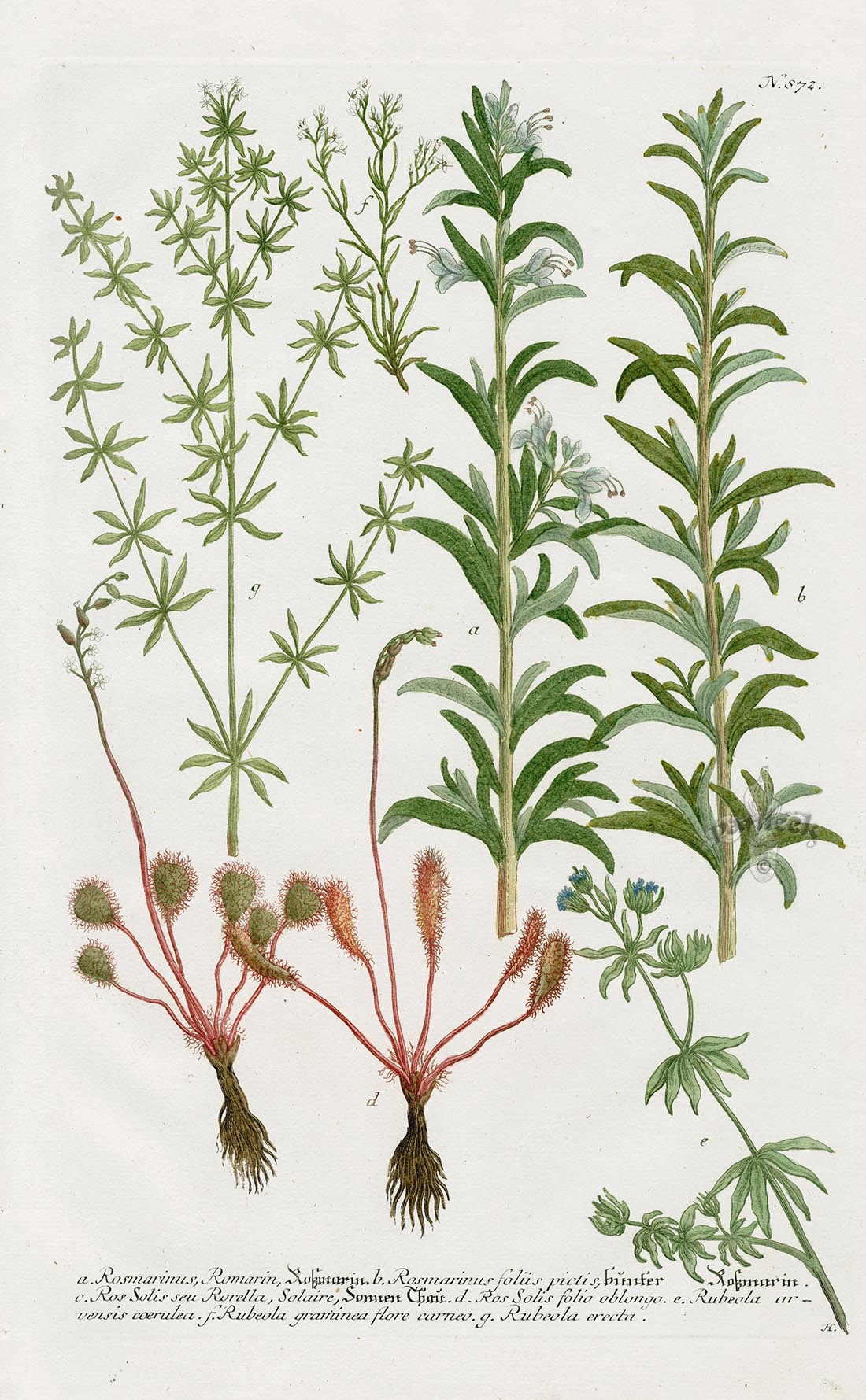 Johann Weinmann Phytanthoza Iconographia 1737 Print Sundew