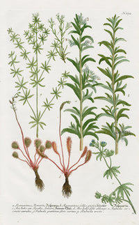 Johann Weinmann Phytanthoza Iconographia 1737 Print Sundew - Panteek Antique Prints