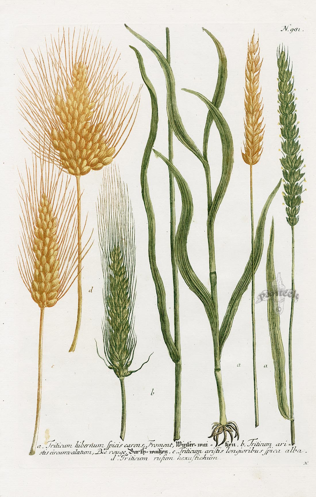 Johann Weinmann Phytanthoza Iconographia 1737 Print Triticum hib.