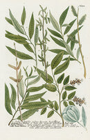 Johann Weinmann Phytanthoza Iconographia 1737 Print Willow - Panteek Antique Prints