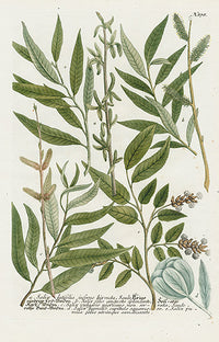 Johann Weinmann Phytanthoza Iconographia 1737 Print Willow - Panteek Antique Prints