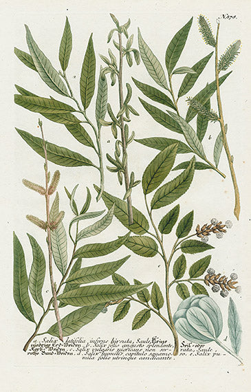 Johann Weinmann Phytanthoza Iconographia 1737 Print Willow