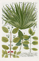 Johann Weinmann Phytanthoza Iconographia 1737 Print Yucca - Panteek Antique Prints