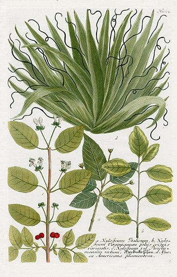 Johann Weinmann Phytanthoza Iconographia 1737 Print Yucca