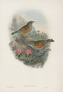 John Gould Birds Britain Alpine Accentor - Panteek Antique Prints