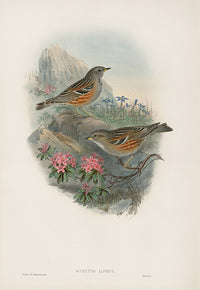 John Gould Birds Britain Alpine Accentor - Panteek Antique Prints