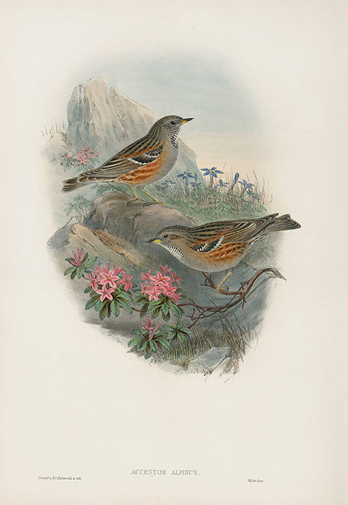 John Gould Birds Britain Alpine Accentor