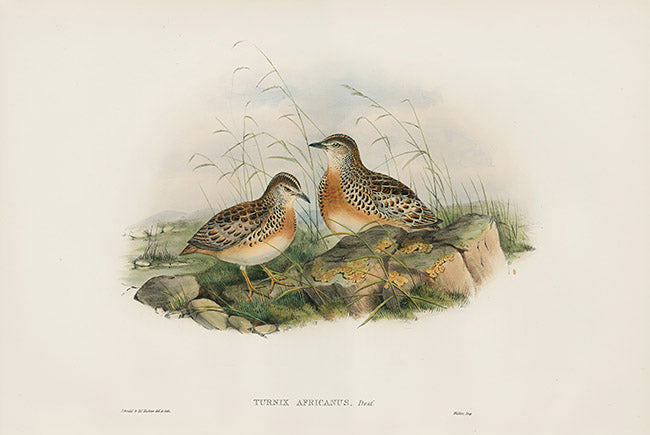 John Gould Birds Britain Andalusian Turnix