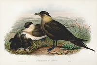 John Gould Birds Britain Arctic Skua - Panteek Antique Prints