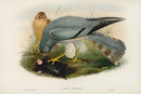 John Gould Birds Britain Ash Coloured Harier - Panteek Antique Prints