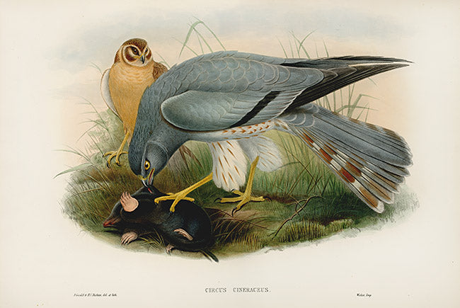 John Gould Birds Britain Ash Coloured Harier