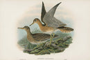John Gould Birds Britain Bartram's Sandpiper - Panteek Antique Prints
