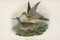 John Gould Birds Britain Bartram's Sandpiper - Panteek Antique Prints