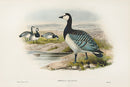 John Gould Birds Britain Bernicle Goose - Panteek Antique Prints