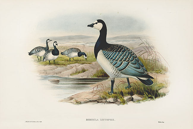 John Gould Birds Britain Bernicle Goose