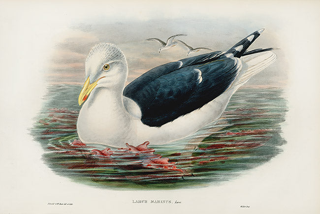 John Gould Birds Britain Black-backed Gull