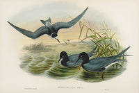 John Gould Birds Britain Black Tern - Panteek Antique Prints