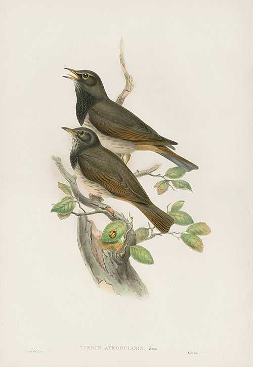 John Gould Birds Britain Black-throated Thrush