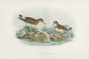 John Gould Birds Britain Bonaparte's Sandpiper - Panteek Antique Prints
