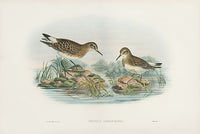 John Gould Birds Britain Bonaparte's Sandpiper - Panteek Antique Prints