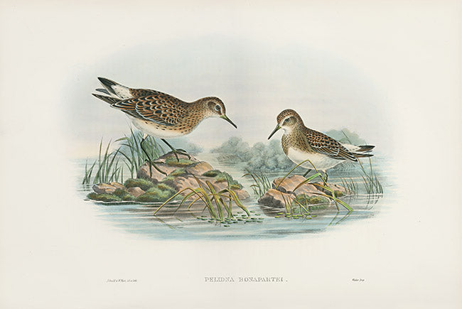 John Gould Birds Britain Bonaparte's Sandpiper