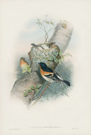 John Gould Birds Britain Bramble Finch - Panteek Antique Prints