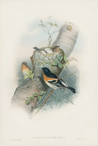 John Gould Birds Britain Bramble Finch - Panteek Antique Prints
