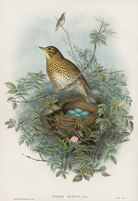 John Gould Birds Britain Bramble Thrush - Panteek Antique Prints