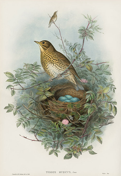 John Gould Birds Britain Bramble Thrush
