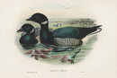 John Gould Birds Britain Brent Goose - Panteek Antique Prints
