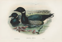 John Gould Birds Britain Brent Goose - Panteek Antique Prints