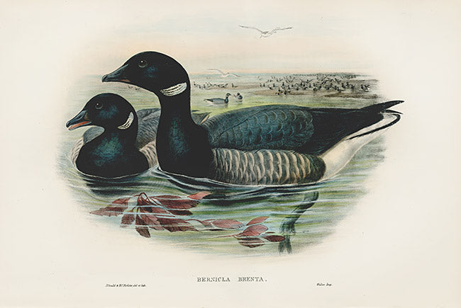 John Gould Birds Britain Brent Goose