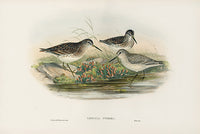 John Gould Birds Britain Broad-billed Sandpiper - Panteek Antique Prints