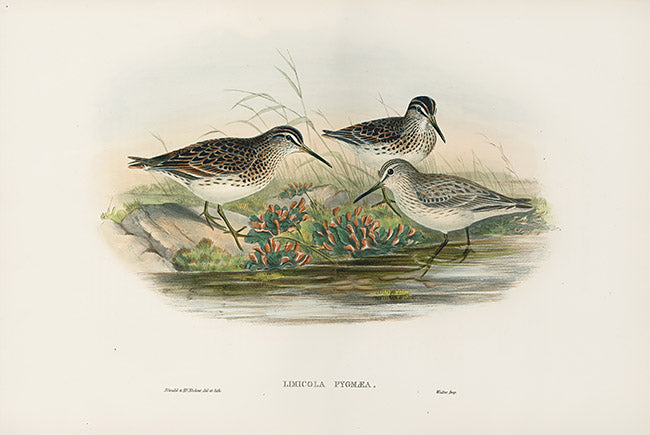 John Gould Birds Britain Broad-billed Sandpiper