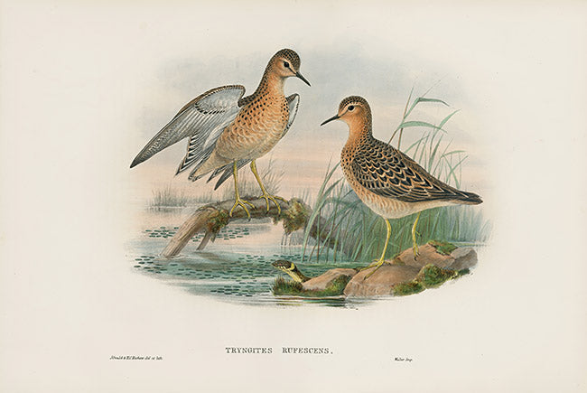 John Gould Birds Britain Buff-breasted Sandpiper