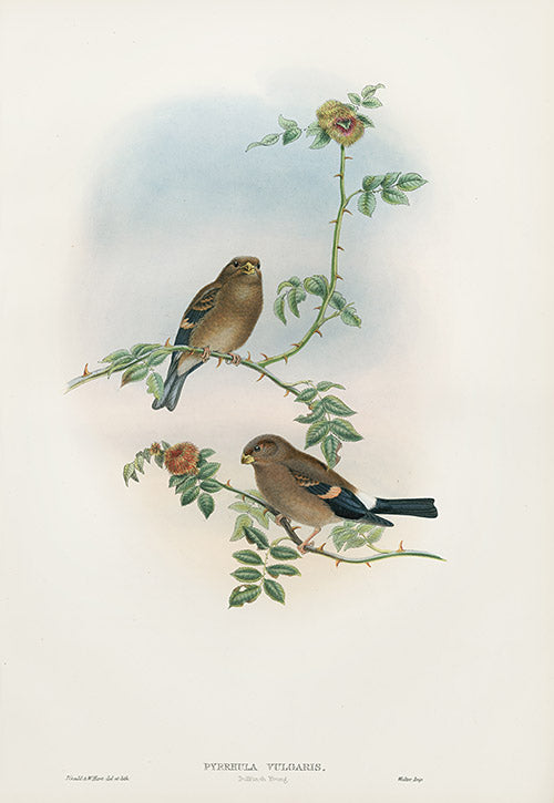John Gould Birds Britain Bullfinch Young