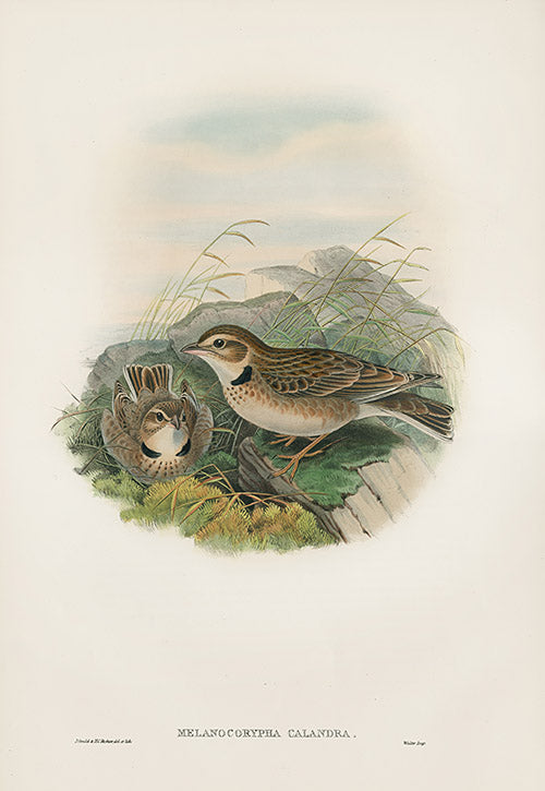 John Gould Birds Britain Calandra Lark