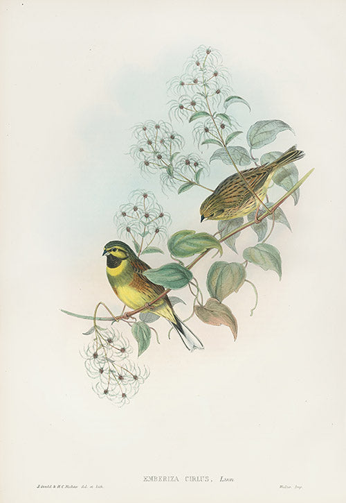John Gould Birds Britain Cirl Bunting