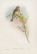 John Gould Birds Britain Common Bunting - Panteek Antique Prints