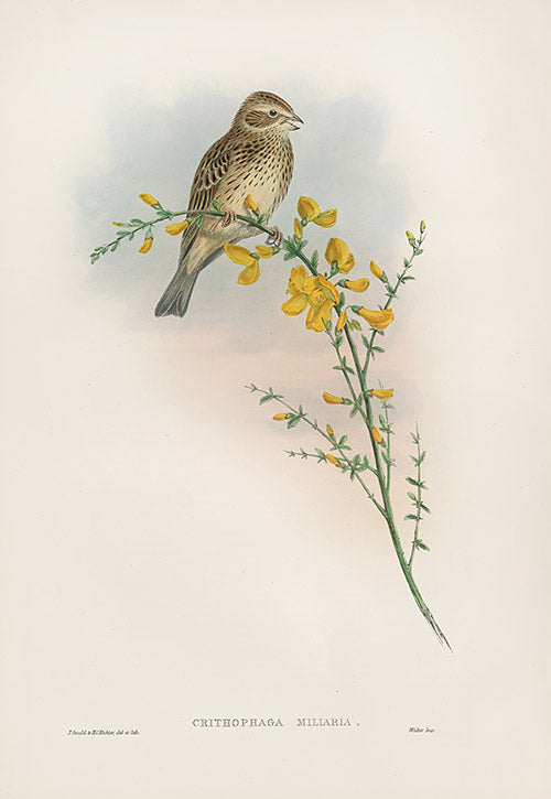 John Gould Birds Britain Common Bunting