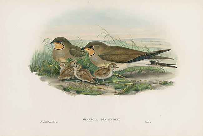 John Gould Birds Britain Common Pratincole