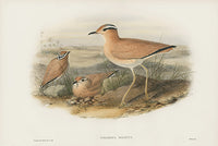 John Gould Birds Britain Cream Courser - Panteek Antique Prints