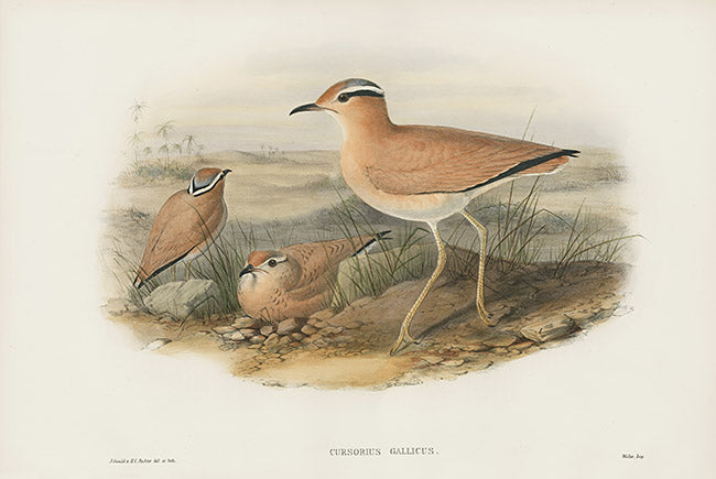 John Gould Birds Britain Cream Courser