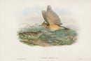 John Gould Birds Britain Crested Lark - Panteek Antique Prints