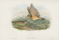 John Gould Birds Britain Crested Lark - Panteek Antique Prints