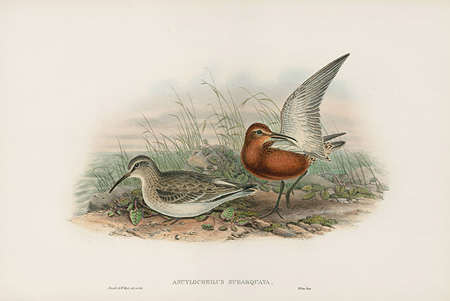John Gould Birds Britain Curlew Sandpiper