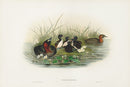 John Gould Birds Britain Dabchick - Panteek Antique Prints